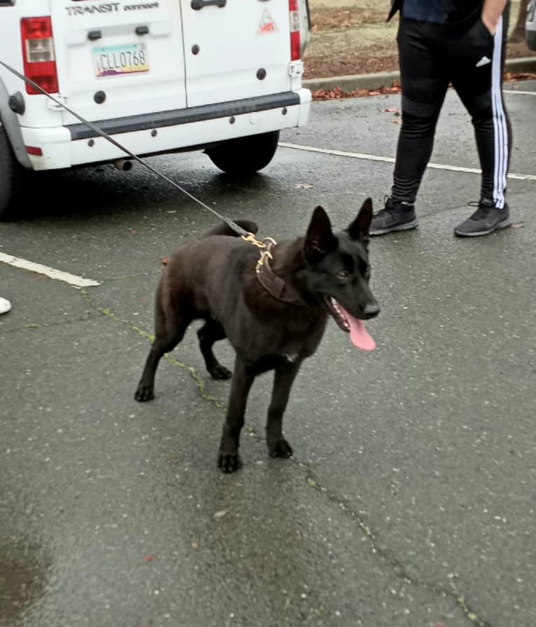 Reaper, a Belgian Shepherd tested with EmbarkVet.com