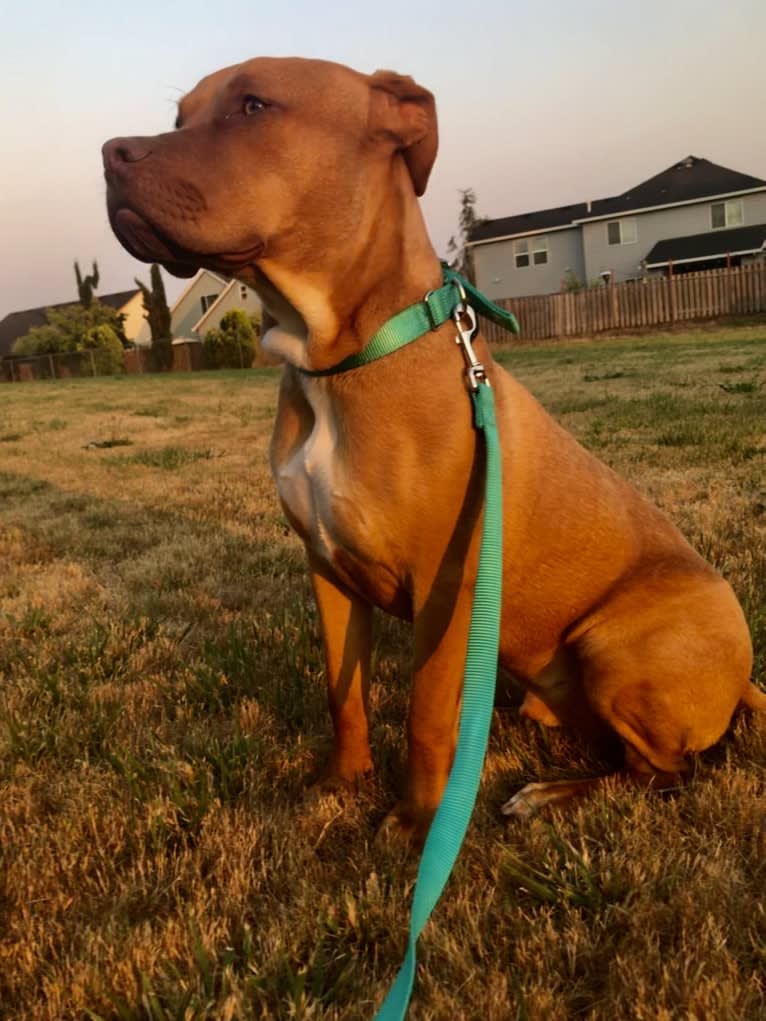 Jasper, an American Bully tested with EmbarkVet.com