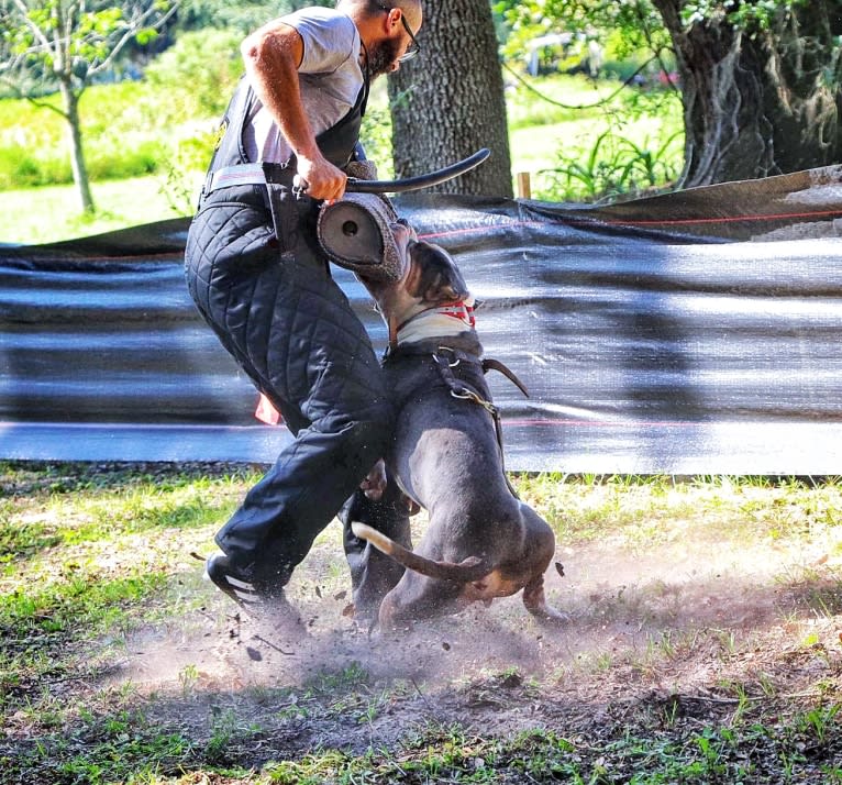 Koda, an American Bully tested with EmbarkVet.com