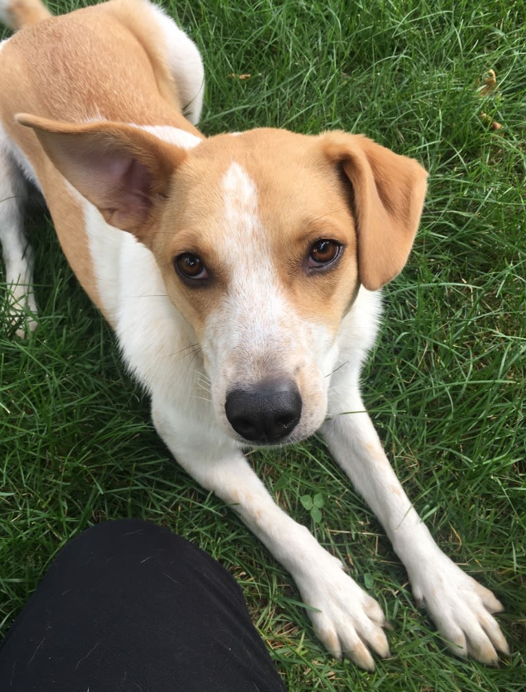 Lacey, an Australian Cattle Dog and German Shepherd Dog mix tested with EmbarkVet.com