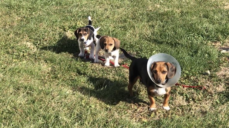 Bandit, a Treeing Walker Coonhound and Beagle mix tested with EmbarkVet.com