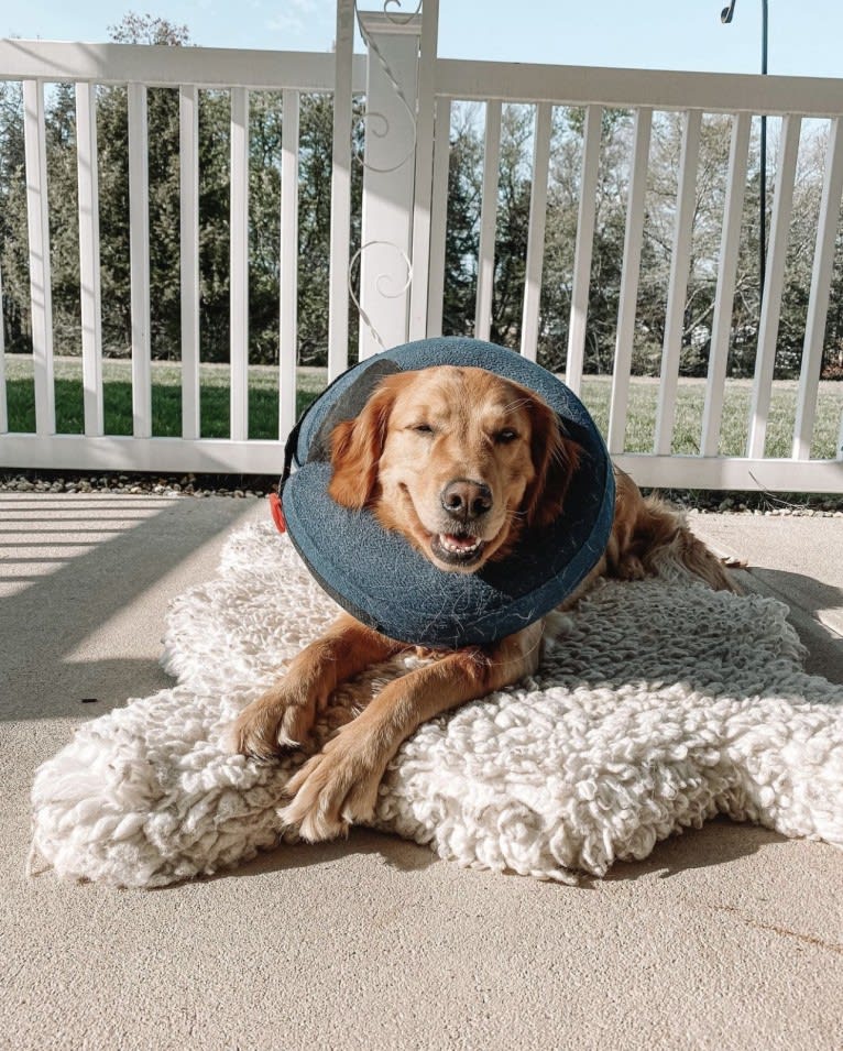 Marley, a Golden Retriever tested with EmbarkVet.com