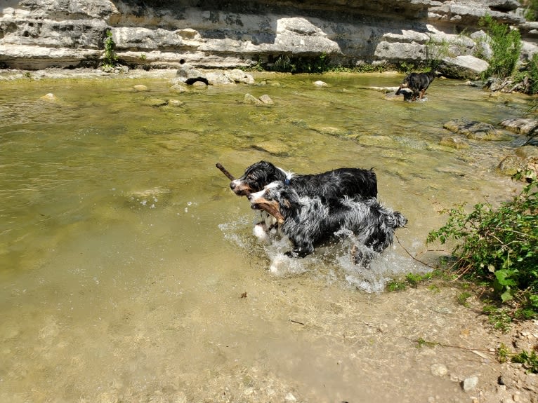 Ellie Einstein Cow Creek Aussies, an Australian Shepherd tested with EmbarkVet.com