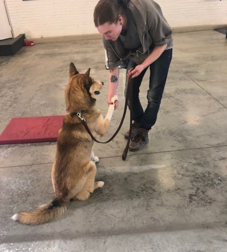 Kai, a Shetland Sheepdog and Siberian Husky mix tested with EmbarkVet.com