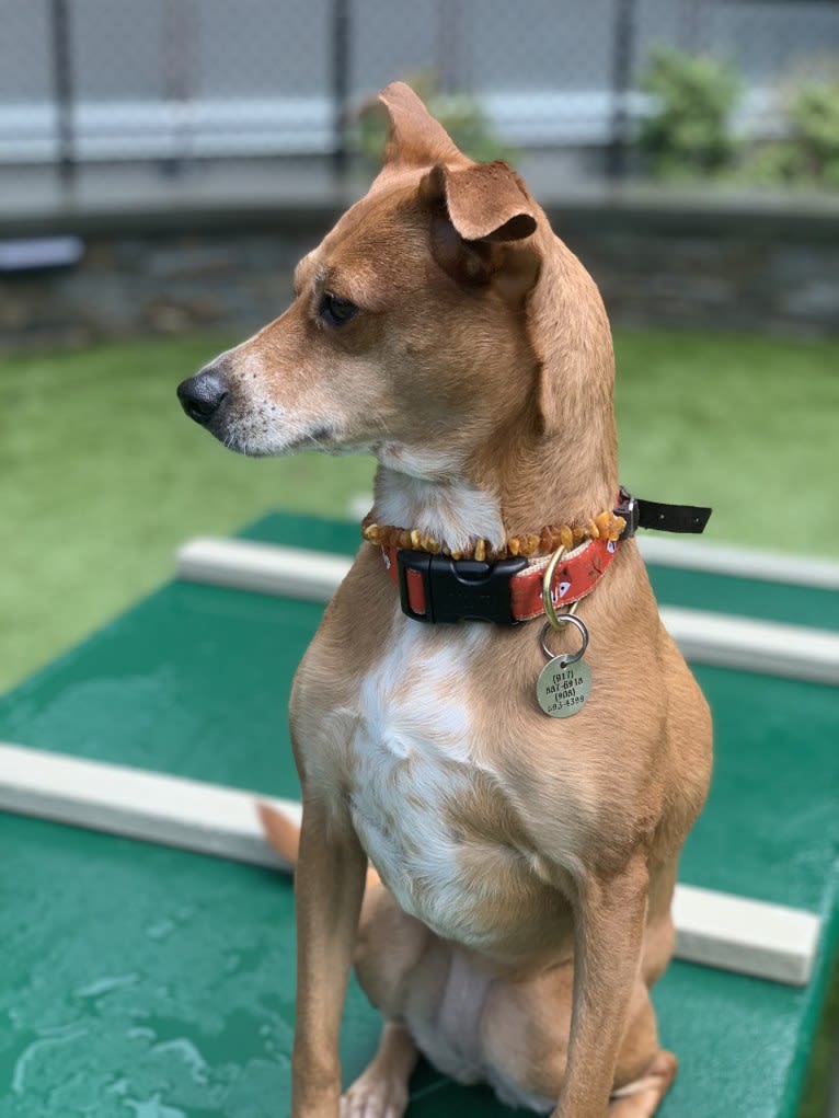 Basil, a Chihuahua and Australian Cattle Dog mix tested with EmbarkVet.com