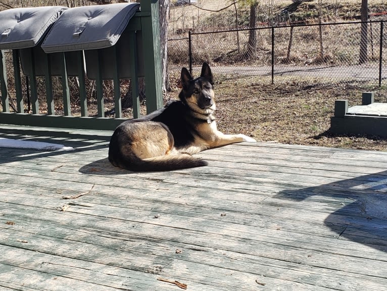 Percy, a German Shepherd Dog and Siberian Husky mix tested with EmbarkVet.com