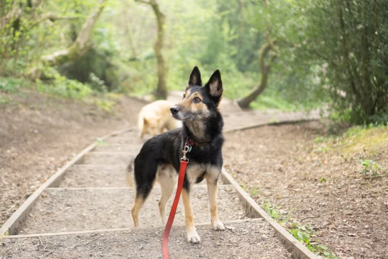 Armin, an Eastern European Village Dog tested with EmbarkVet.com