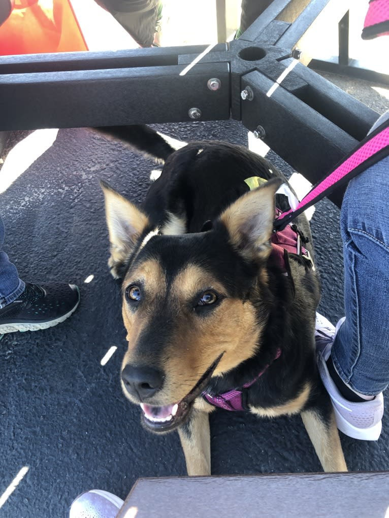 Luna, an Australian Cattle Dog and Labrador Retriever mix tested with EmbarkVet.com