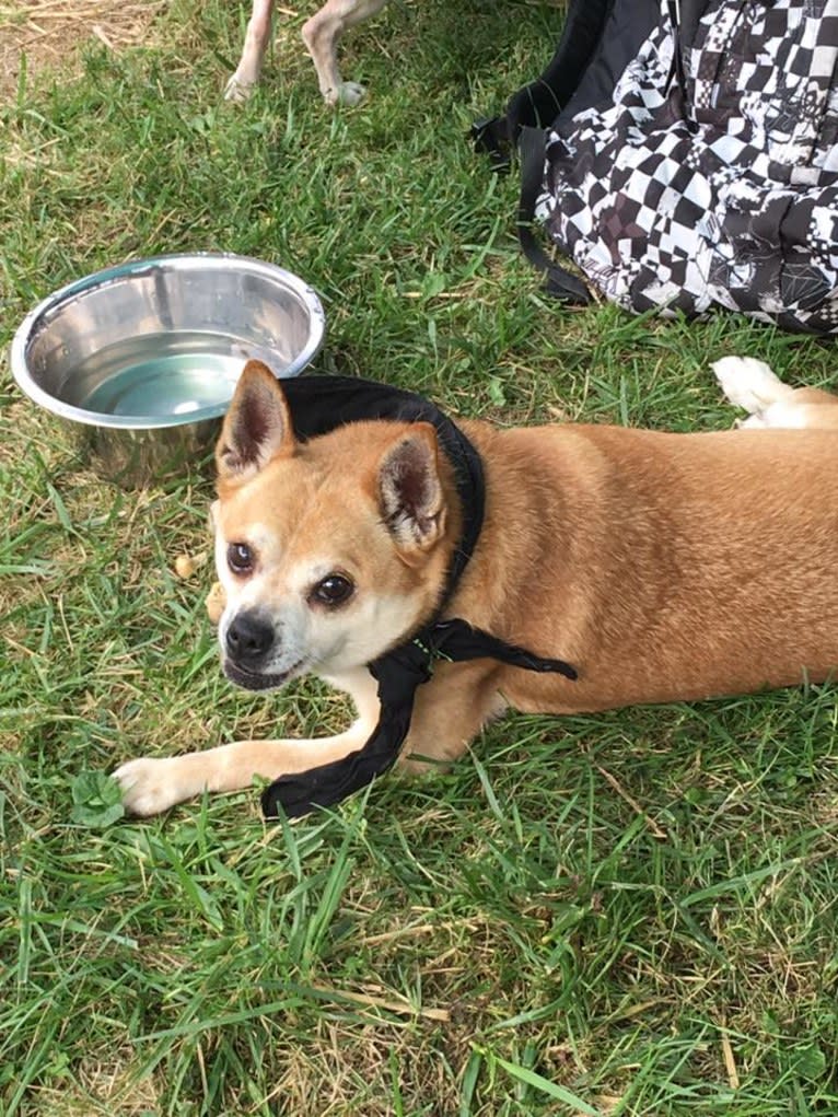 Frankie, a Chihuahua and Miniature Pinscher mix tested with EmbarkVet.com