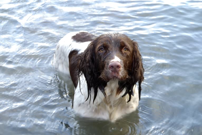 Willow, an English Springer Spaniel tested with EmbarkVet.com