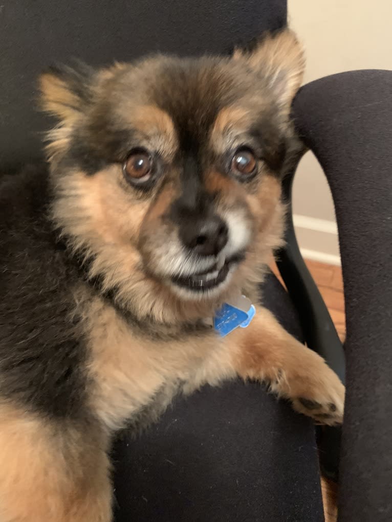 Bear, a Pomeranian and Yorkshire Terrier mix tested with EmbarkVet.com