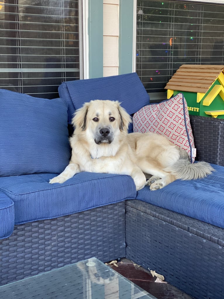 Waylon, a Great Pyrenees and Chow Chow mix tested with EmbarkVet.com