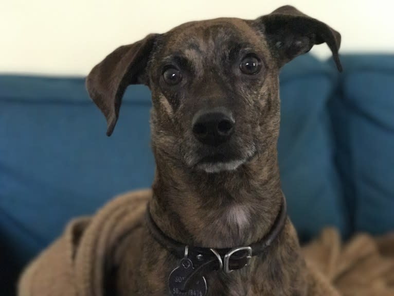 Soweto, a Chihuahua and Dachshund mix tested with EmbarkVet.com