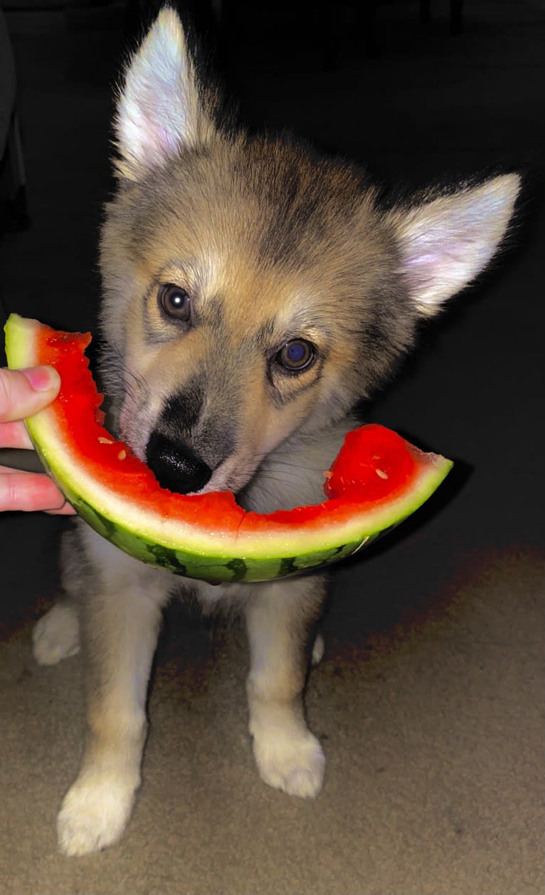 Turbo, a Siberian Husky and German Shepherd Dog mix tested with EmbarkVet.com