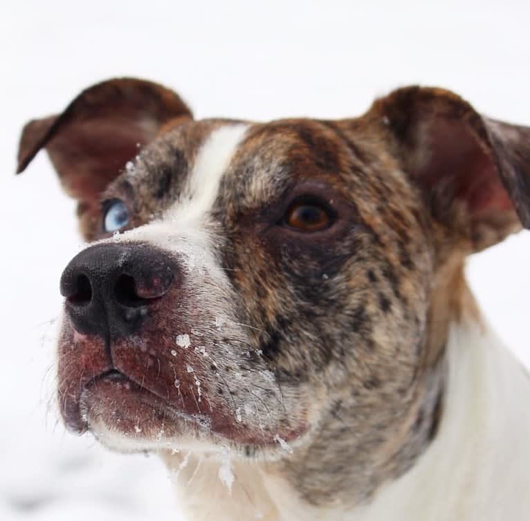 Hammer, a Boston Terrier and Australian Cattle Dog mix tested with EmbarkVet.com