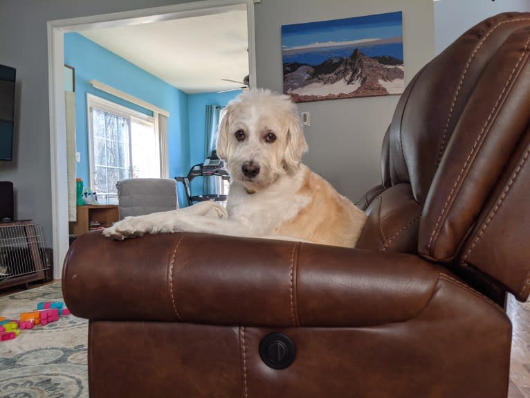 Cam, a Miniature Schnauzer and Cocker Spaniel mix tested with EmbarkVet.com