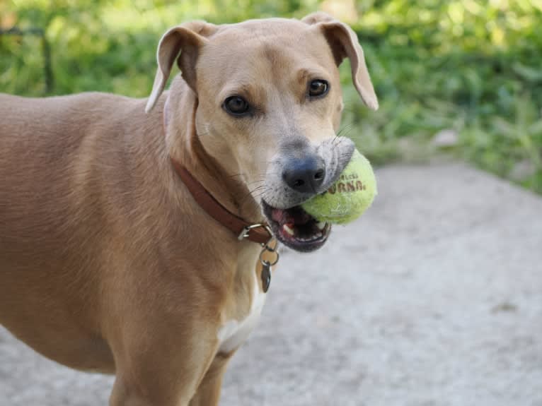 Lila, an American Pit Bull Terrier and Labrador Retriever mix tested with EmbarkVet.com