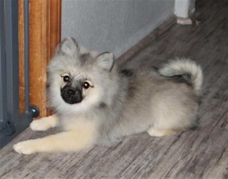 Ashley, a Pomeranian tested with EmbarkVet.com