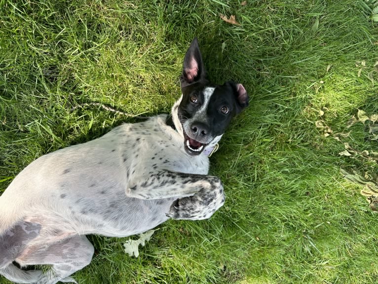 Riley, an Australian Cattle Dog and American Pit Bull Terrier mix tested with EmbarkVet.com