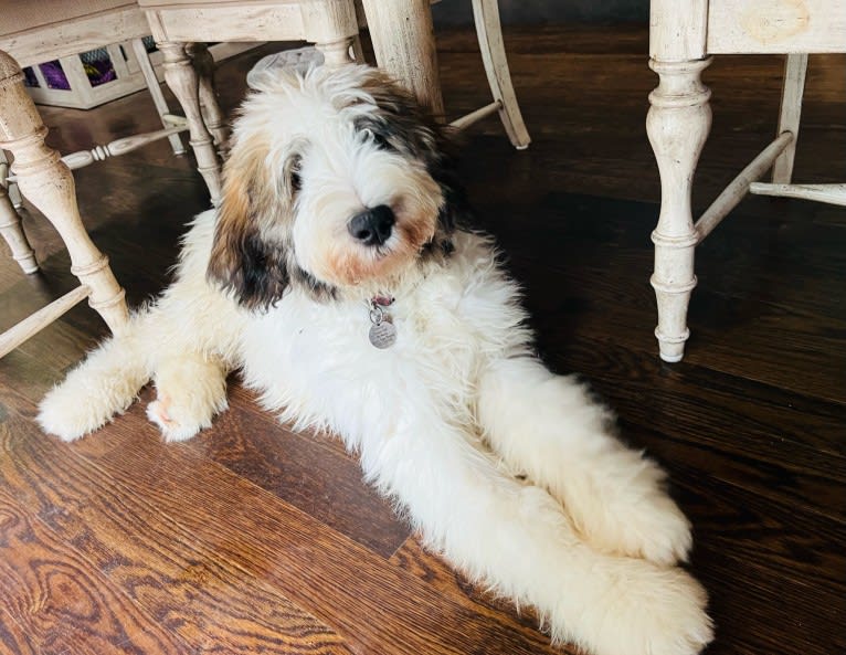 Maisie, a St. Berdoodle tested with EmbarkVet.com