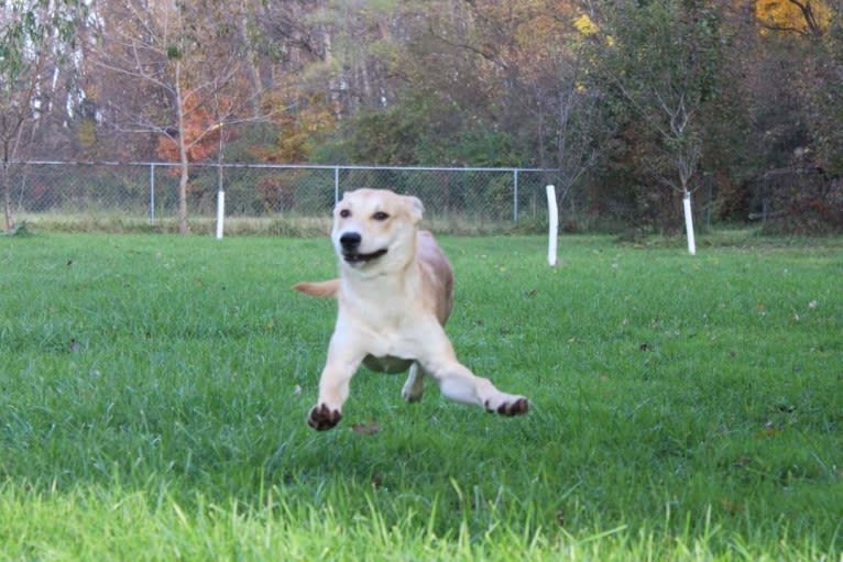 Loomy, a Carolina Dog tested with EmbarkVet.com