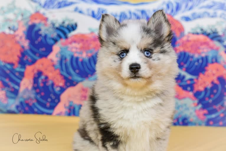 Letty, a Pomsky tested with EmbarkVet.com