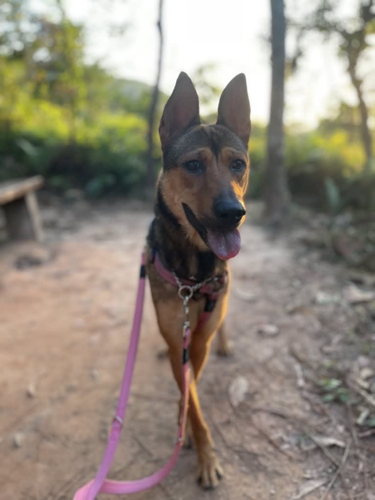 Brownie, a Hong Kong Village Dog tested with EmbarkVet.com