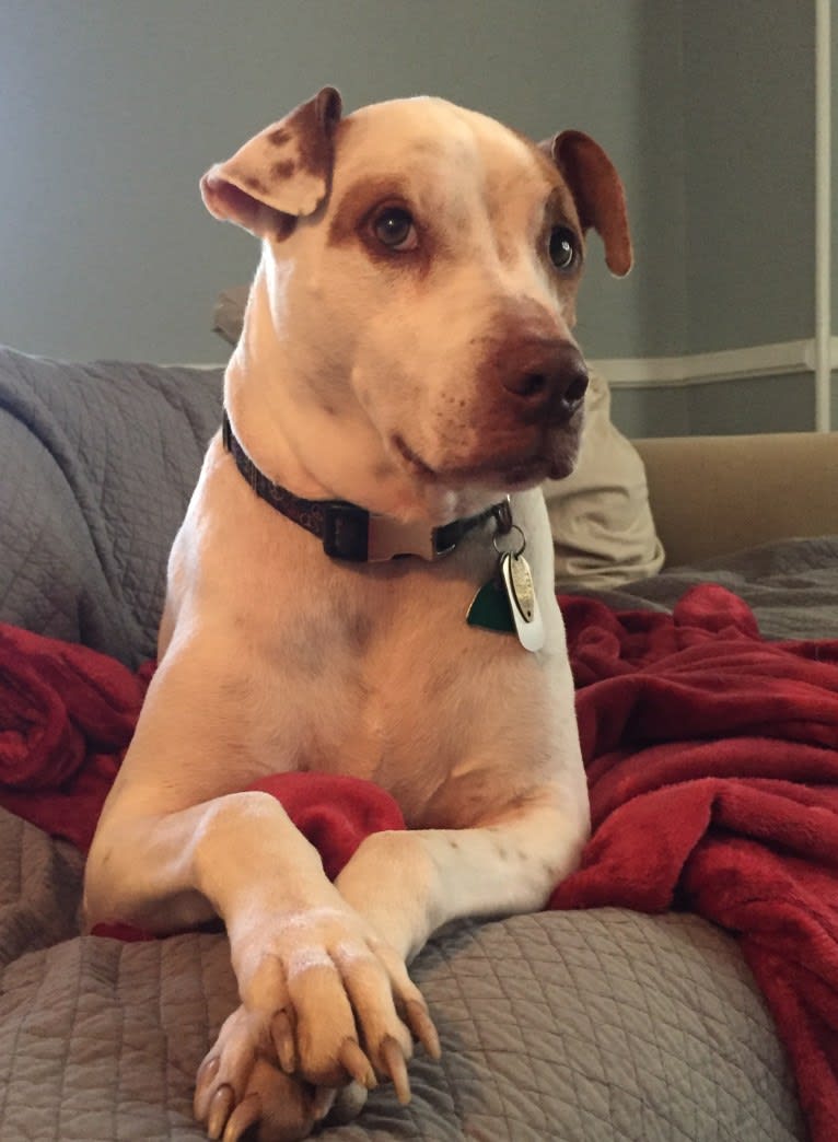 Freckles, an American Pit Bull Terrier and Chow Chow mix tested with EmbarkVet.com