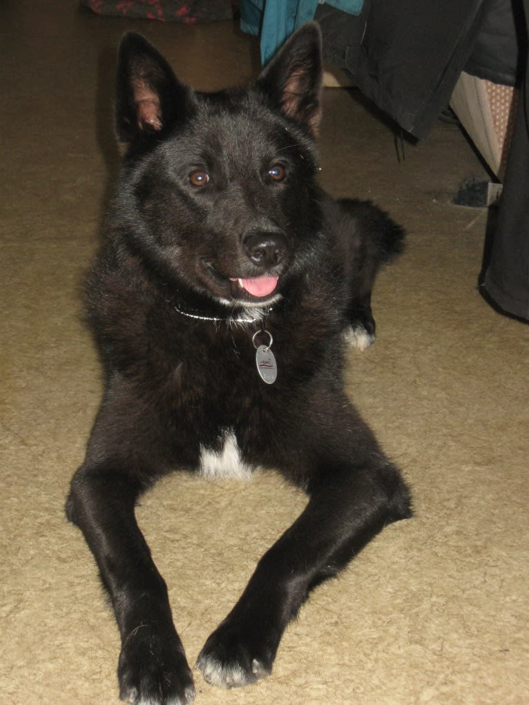 Strolch, a Canaan Dog tested with EmbarkVet.com