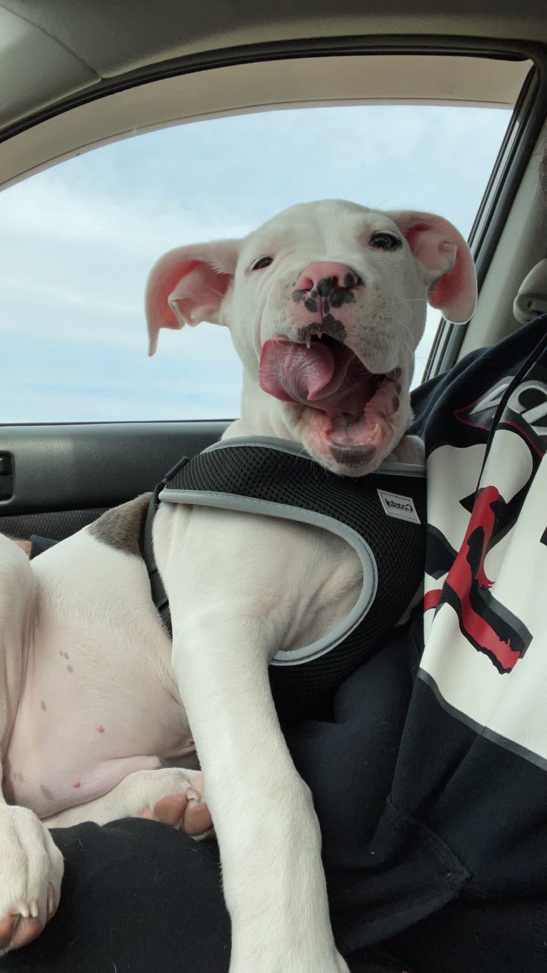 Apollo, an American Pit Bull Terrier and American Staffordshire Terrier mix tested with EmbarkVet.com