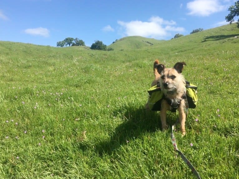 Cherry, a Chihuahua and Miniature Schnauzer mix tested with EmbarkVet.com