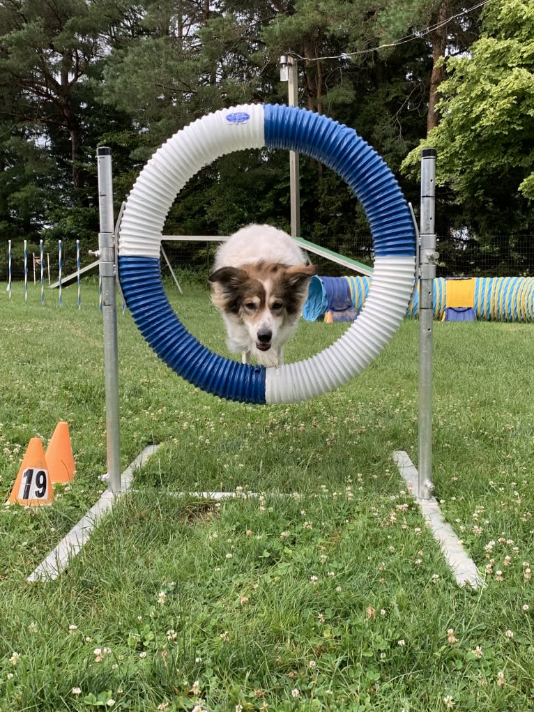 Zoey, a Border Collie and Maremma Sheepdog mix tested with EmbarkVet.com