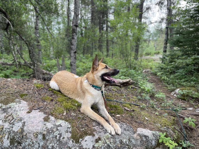 Enzo, a Siberian Husky and German Shepherd Dog mix tested with EmbarkVet.com