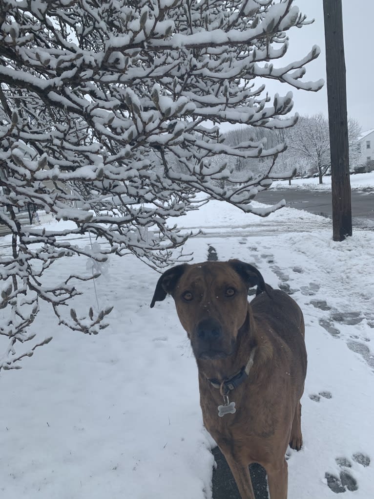 River Bank, a Doberman Pinscher and Boxer mix tested with EmbarkVet.com