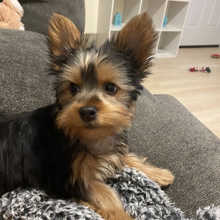 Oliver, a Silky Terrier tested with EmbarkVet.com