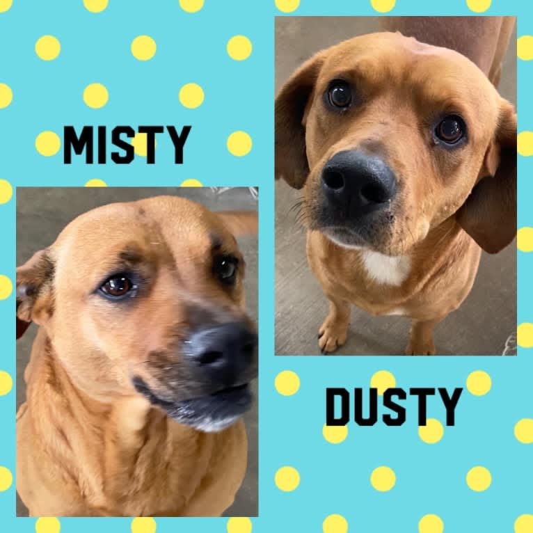 Dusty, a Labrador Retriever and Cocker Spaniel mix tested with EmbarkVet.com