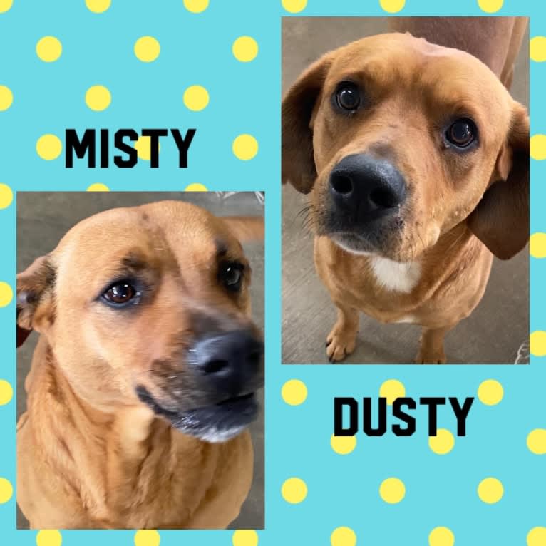 Dusty, a Labrador Retriever and Cocker Spaniel mix tested with EmbarkVet.com