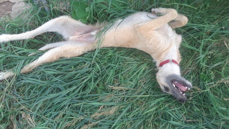 Janus, a Greyhound and Scottish Deerhound mix tested with EmbarkVet.com