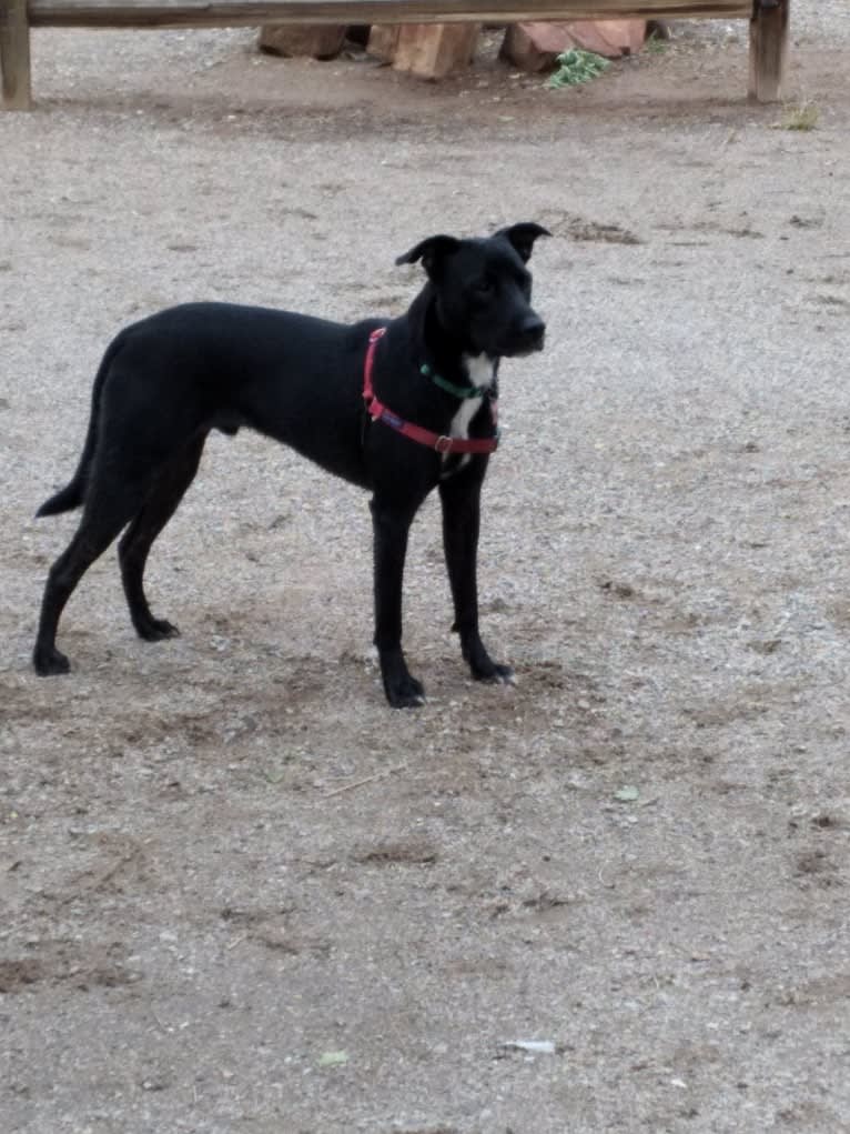 Egon The Grifter, an American Pit Bull Terrier and American Bully mix tested with EmbarkVet.com