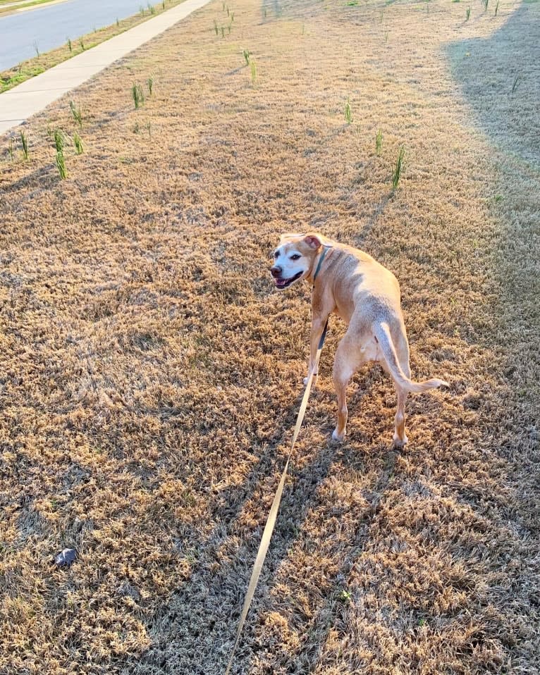 Kimber, an American Pit Bull Terrier and Cocker Spaniel mix tested with EmbarkVet.com