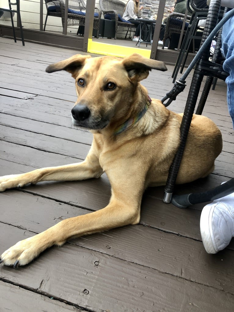 Tucker, an American Village Dog tested with EmbarkVet.com