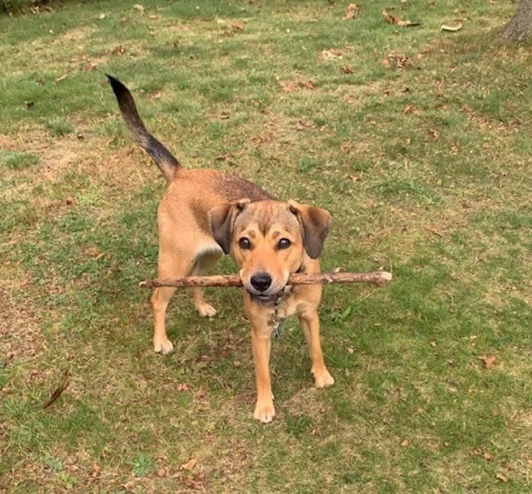 Pretzel, a Beagle and Golden Retriever mix tested with EmbarkVet.com