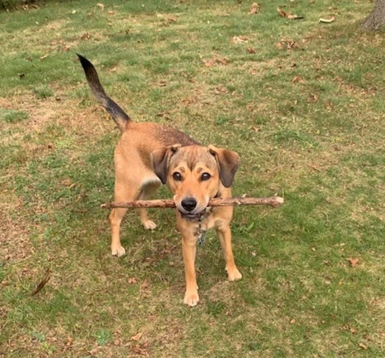 Pretzel, a Beagle and Golden Retriever mix tested with EmbarkVet.com