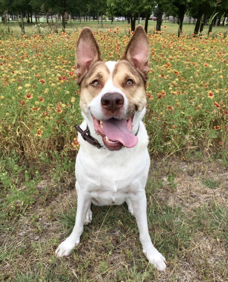 Winnie, an American Pit Bull Terrier and Chow Chow mix tested with EmbarkVet.com