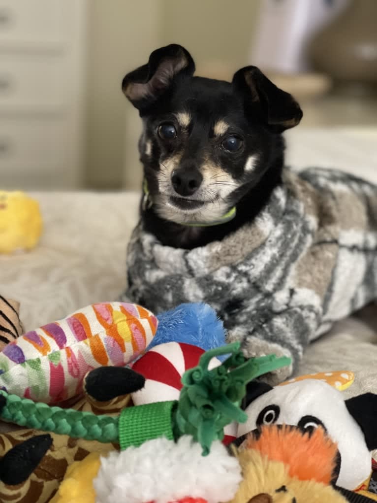 Jake, a Chihuahua and Dachshund mix tested with EmbarkVet.com