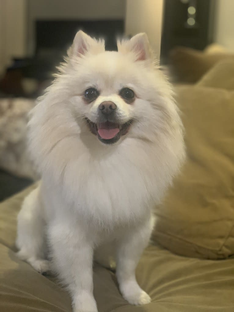 Jojo, a Pomeranian tested with EmbarkVet.com