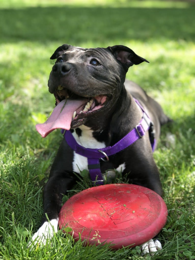 Monroe, an American Pit Bull Terrier and American Staffordshire Terrier mix tested with EmbarkVet.com