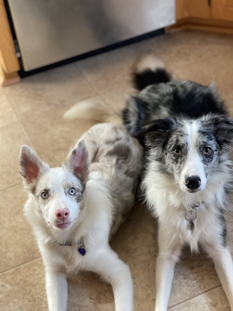 Viva, a Border Collie tested with EmbarkVet.com