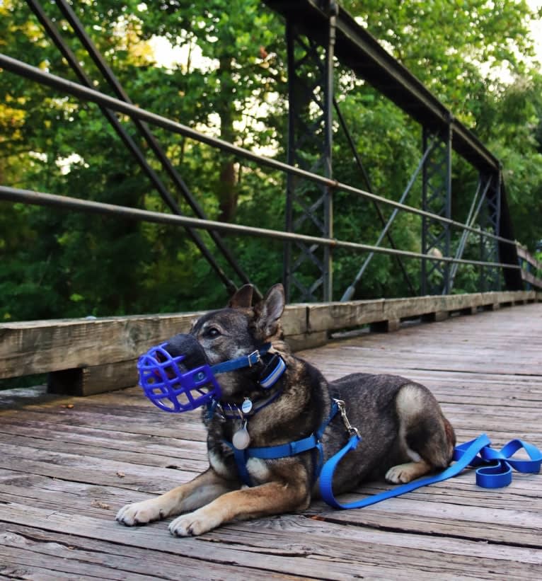 Gus, a Norwegian Elkhound and German Shepherd Dog mix tested with EmbarkVet.com