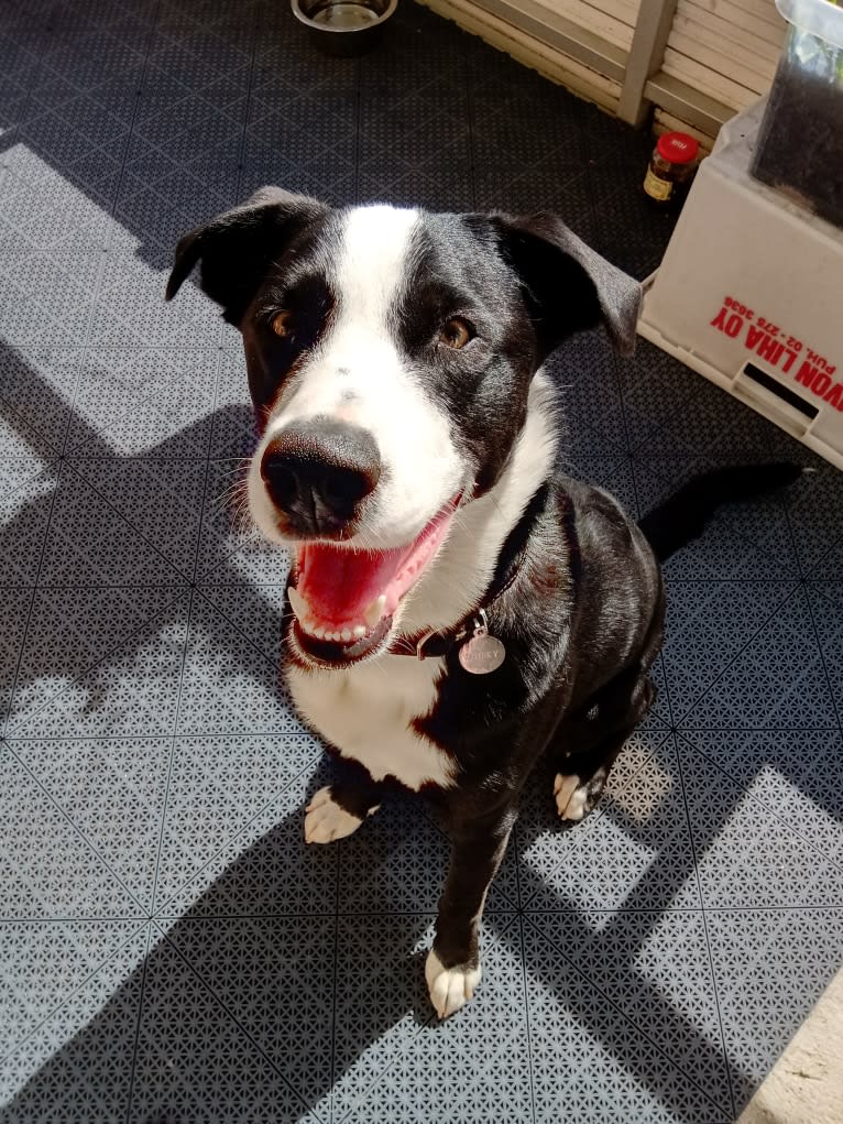 Whisky, an Australian Shepherd and Dalmatian mix tested with EmbarkVet.com